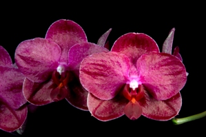 Phalaenopsis Haur Jih Fancy San Jacinto AM/AOS 88 pts.